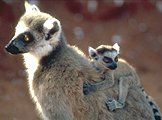 photo of a ring-tailed lemur mother and a baby on her back