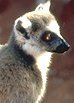 photo a ring-tailed lemur showing a side view of its nose