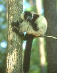 photo of a ruffed black and white lemur