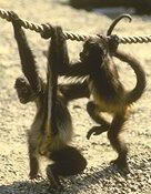 photo of 2 spider monkeys using their prehensile tails for support