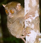 photo of a tarsier from the Philippines