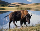 Photo of a North American buffalo (i.e., bison)