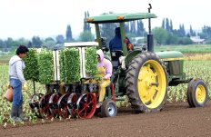 Photo of a tractor pulling a mechanized seedling planting machine
