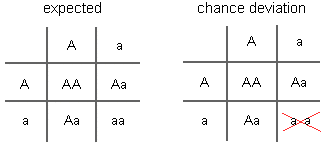 drawing of two Punnet squares in which both parents are heterozygous showing expected frequency and chance deviation from it--25% of offspring would be expected to be homozygous recessive, but by chance there may be no children with this genotype if the population is very small
