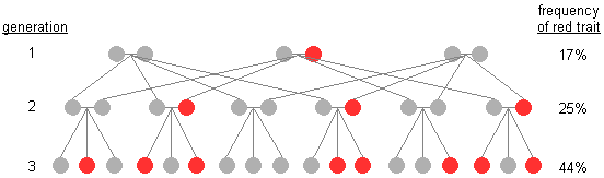 diagram illustrating rapid genetic drift over 3 generations