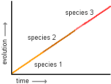 graph of phyletic gradualism--a progressive straight line of change over time