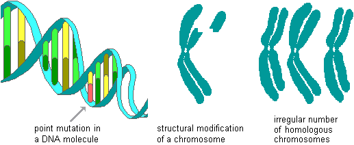 drawings of the types of mutations--point mutation altering a base unit in a DNA molecule, structural modification of a chromosome (loss of part of a chromatid), and irregular numbers of chromosomes (extra or missing ones)