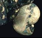 photo of the fossil of an extinct marine mollusk (Ammonite) shell in a rock matrix