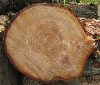 Photo of a tree cross-section showing dozens of growth rings