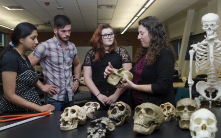 Hominin Skulls