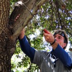 Basic Tree Trimming