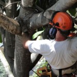 Basic Tree Trimming