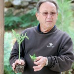 Growing Tomatoes Lecture May 21, 2011