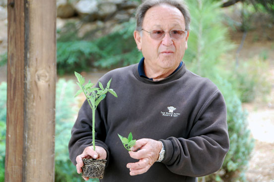 Growing Tomatoes Lecture May 21, 2011