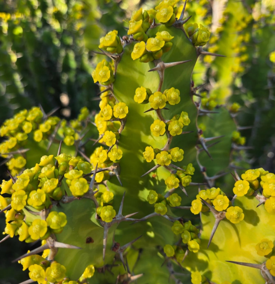 Visitors also were given a tour of the cactus and succulent garden, perhaps one of the oldest in the country!
Images courtesy of Kimberly Conklin