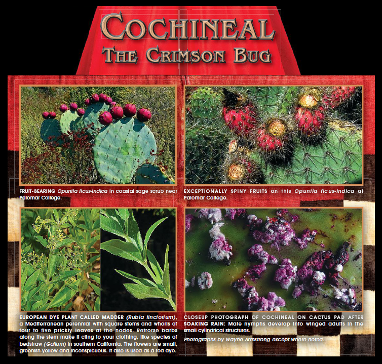 Picture with various plants connected to Dactylopinus coccus, an insect related to the aphid and contributor to the red dye used in many daily items. Clicking the image brings up an article from Ornament magazine.