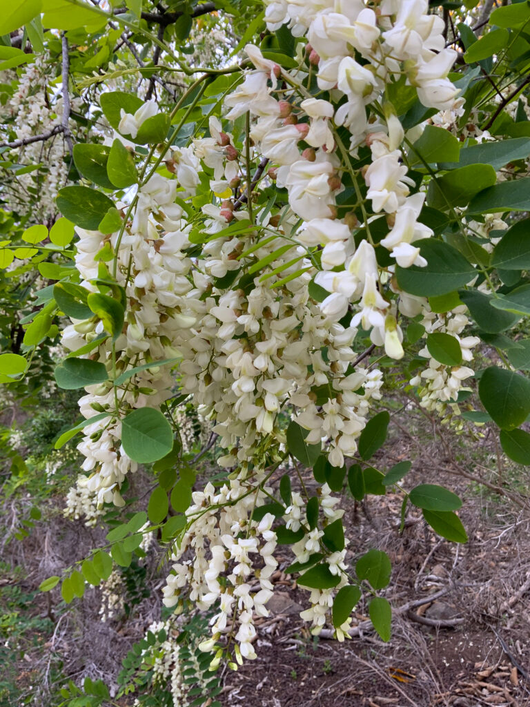 Related to the Wisteria plant, and just as lovely