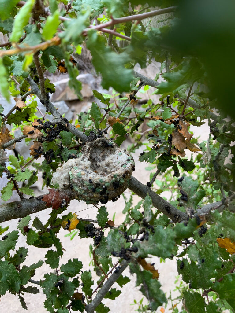 A tiny hummingbird nest was spotted in one of the native Oak species