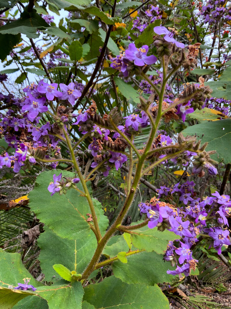 Mala mujer plant