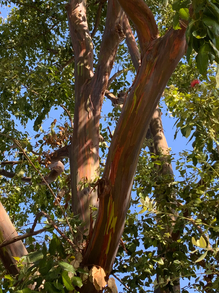Rainbow-gum eucalyptus