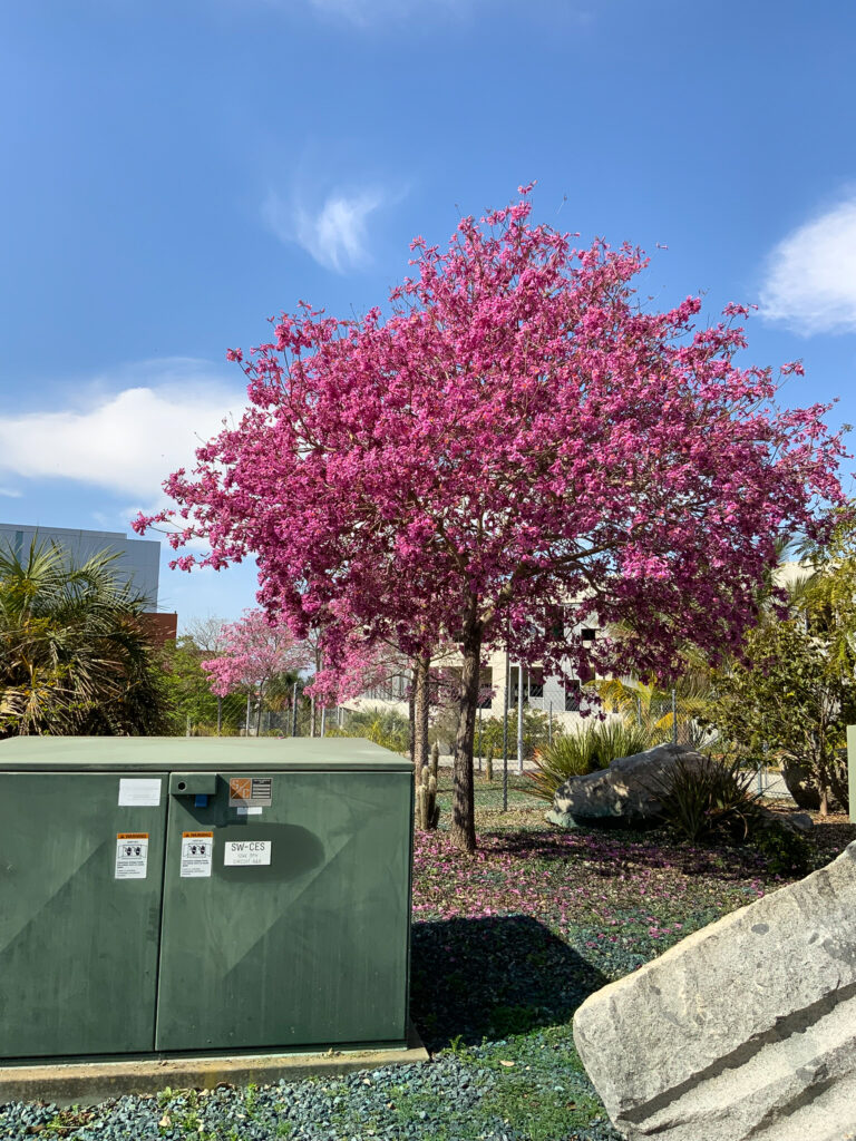 One of the lovely jacarandas blooming at this time of year