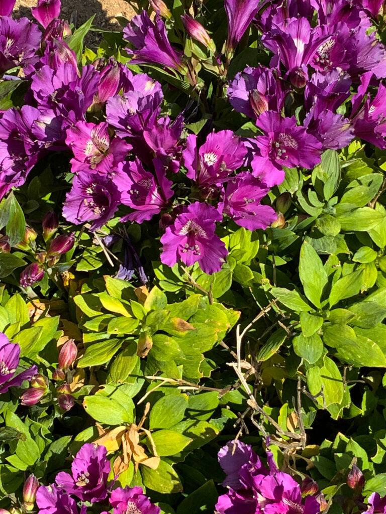 Peruvian lillies