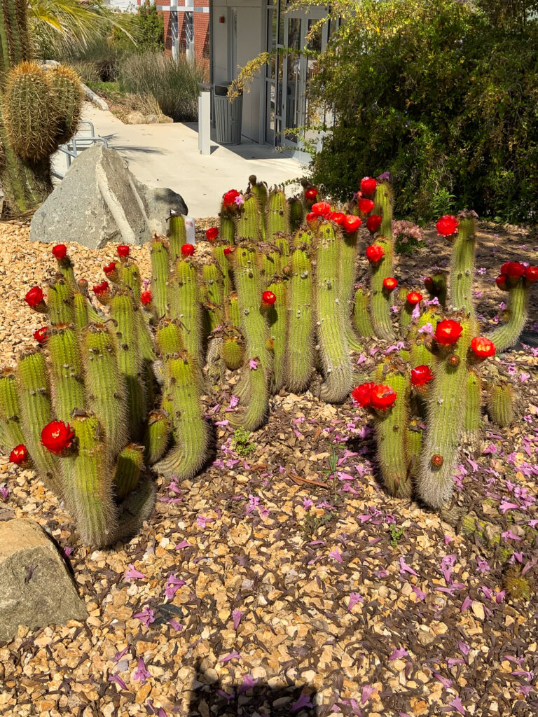 Cacti in full bloom