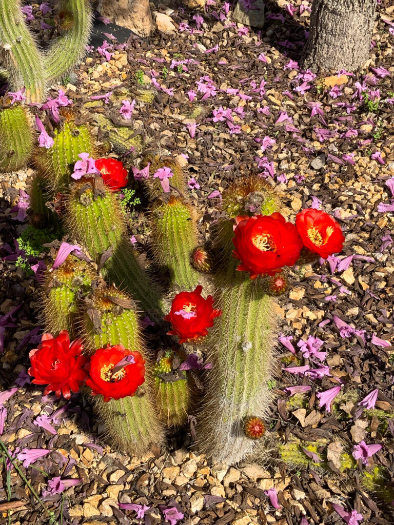 Cacti in full bloom