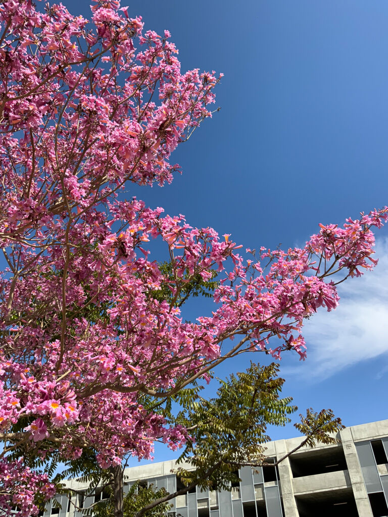 Full bloom