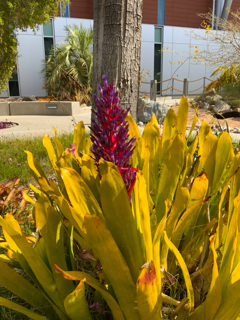 Full bloom