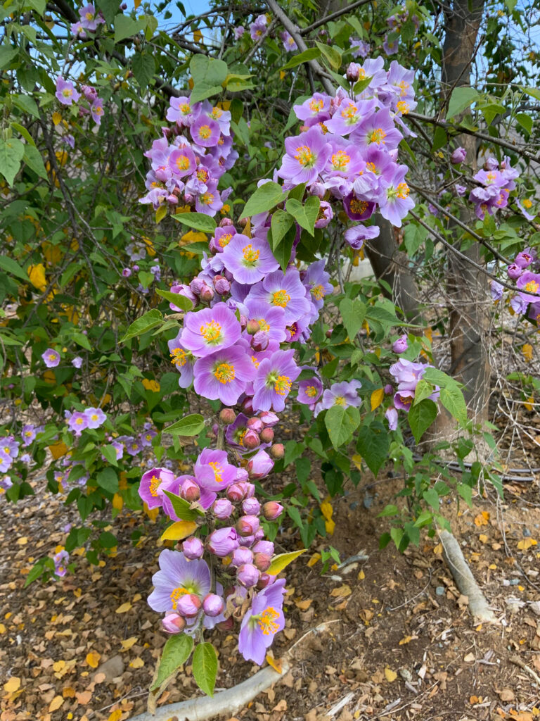 Full bloom