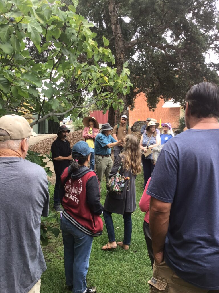 Picture of Professor Emeritus Wayne Armstrong describing the Fig tree species behind him to Arboretum visitors
