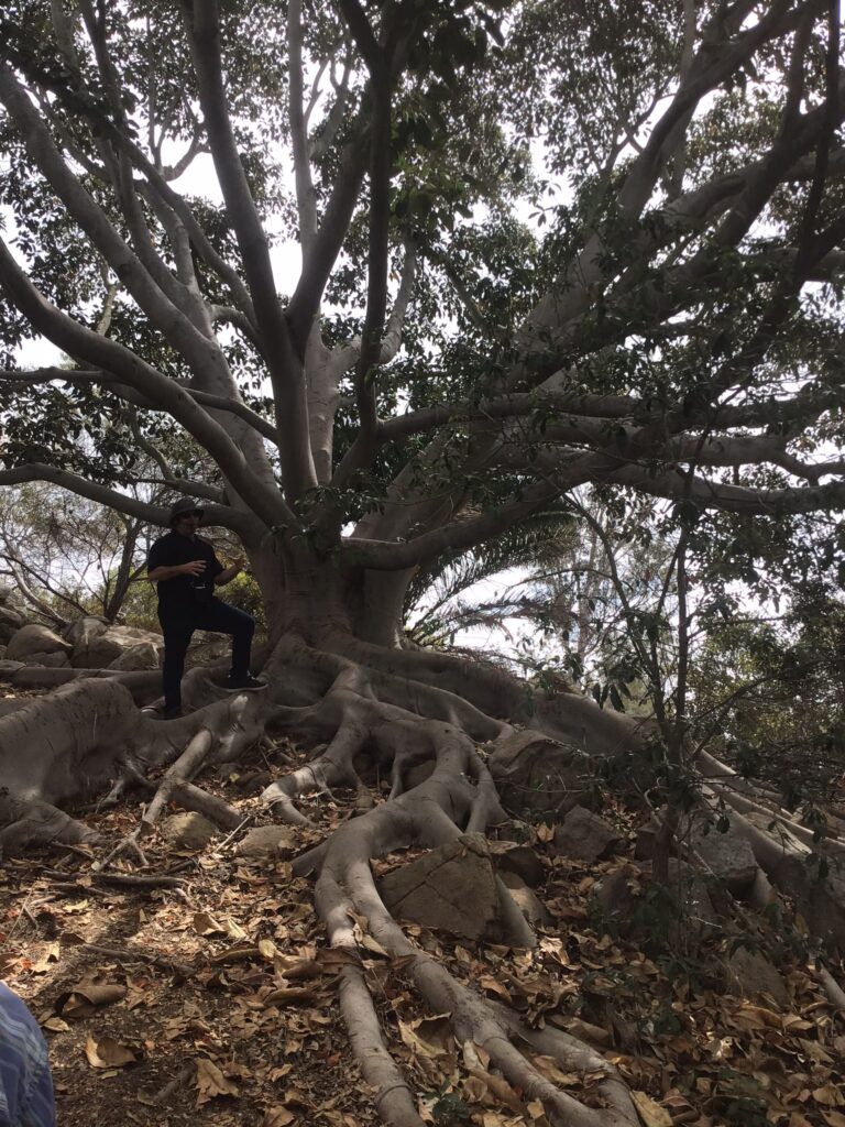 Picture of Tony Rangel at the base of the large Banyan Fig on Arboretum grounds