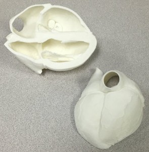 Interior view of heart model