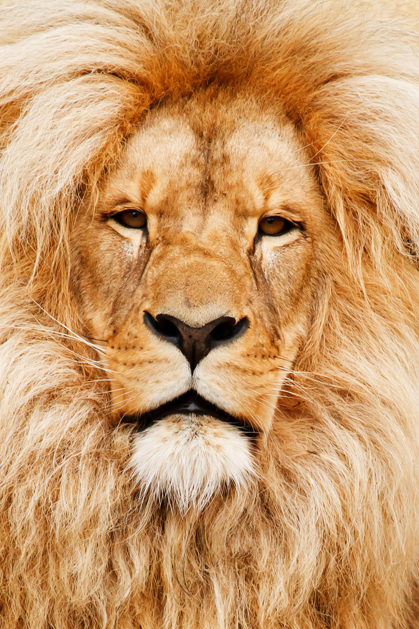 Close-Up of a Male Lion