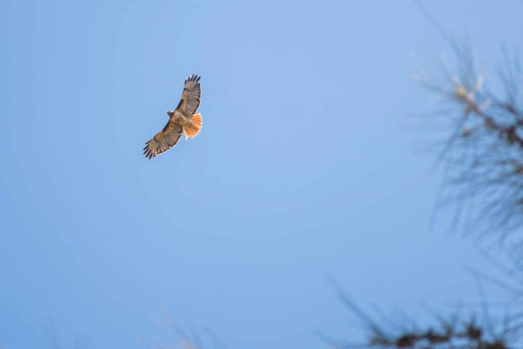 A single brown hawk flies against a clear blue sky.