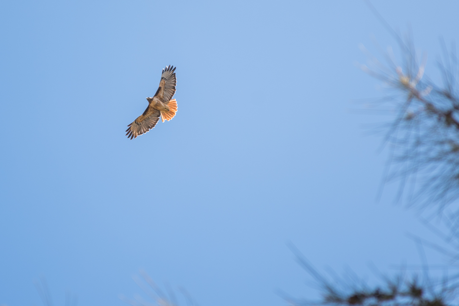 A single brown hawk flies against a clear blue sky.