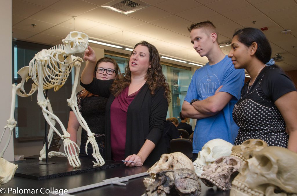 Students looking at animal fossils and skulls