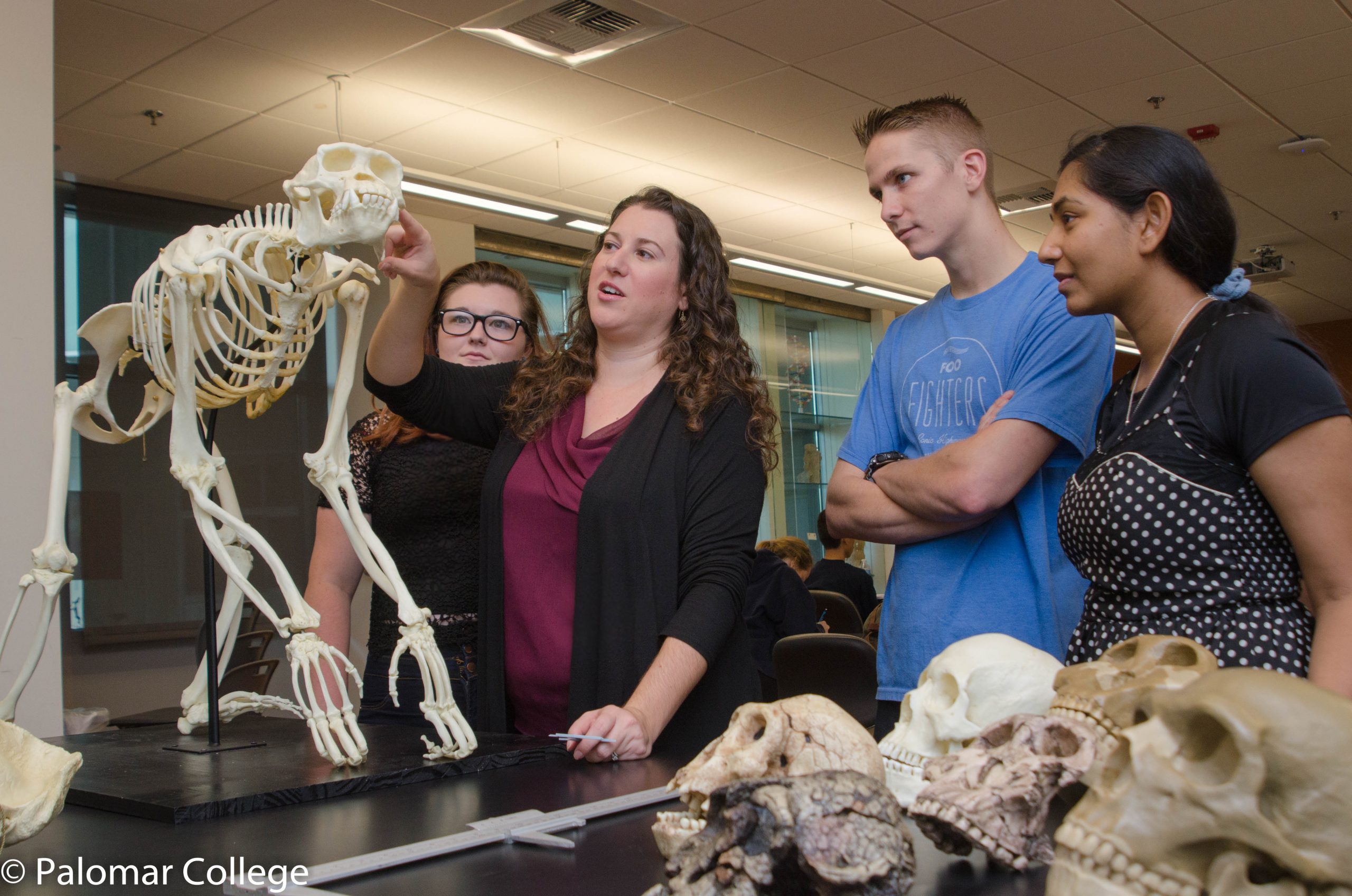 Students looking at animal fossils and skulls