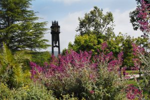 View of the clocktower on campus with flowers blooming in the foreground