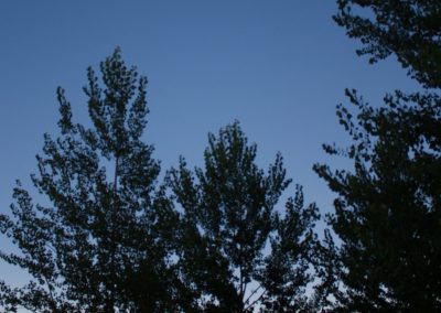 View of the eclipse amongst trees