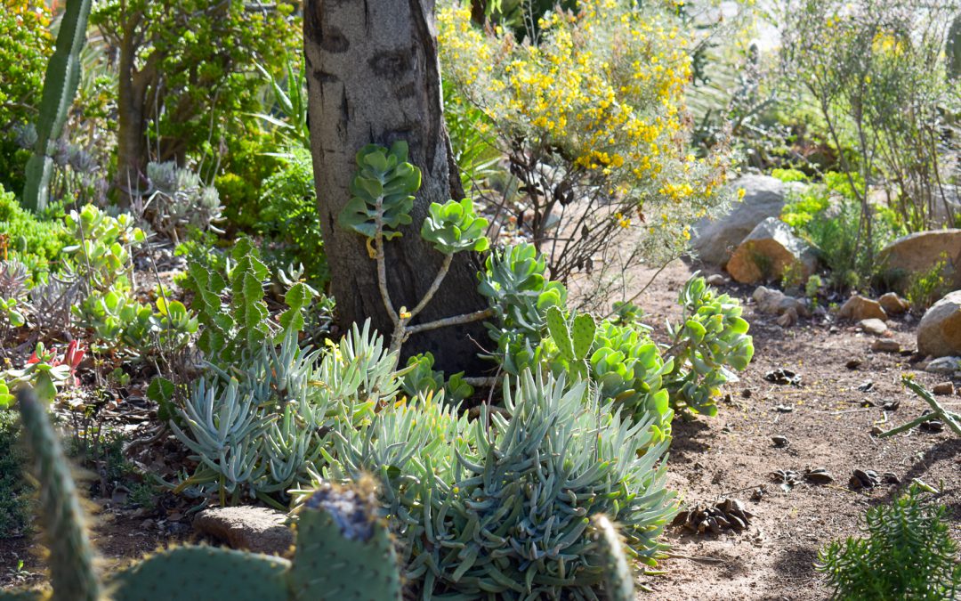 Plants and greenery in the Cactus garden on campus