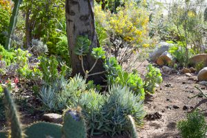 Plants and greenery in the Cactus garden on campus