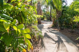 Pathway surrounded by greenery winding through the arboretum