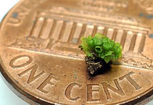 Rare bottlewort plant sample sitting on top of a penny to show small size