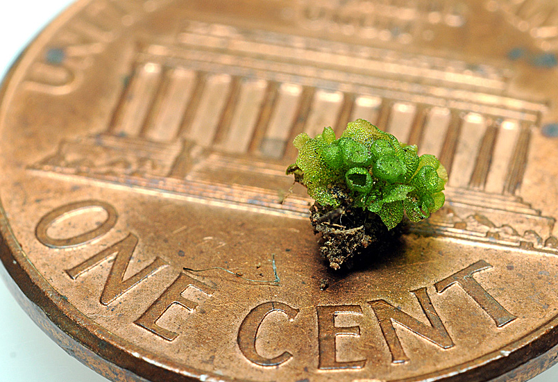 Tiny plant on campus turns out to be a big find