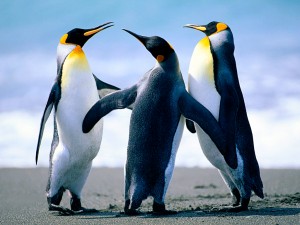 Random image of penguins.