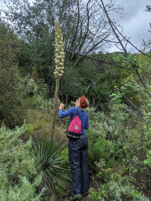 Student observing a Yucca