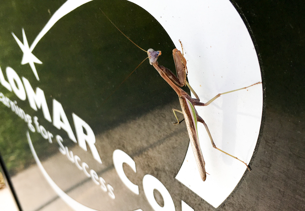 A praying mantis enjoys the sunlight on the side of a Palomar trash can on the afternoon of Oct. 3, 2017. Alissa Papach / The Telescope