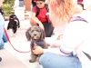 Cho Cho (age 4) holds bearing at the Love on Leash event on Palomar College, Decemeber 4th, 2017. Allen Burton/ The Telescope